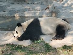 -上海野生动物园