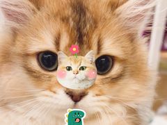 -瑞鹏宠物医院·骨科·猫科·内科(第一中心)