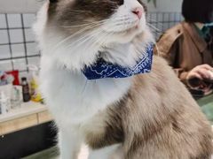-喵喵咪呀布偶猫咖(春熙路店)