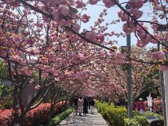 -高东镇樱花园