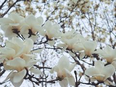 -王家大院