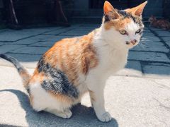 -黎阳老街