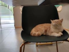 -飞行喵MR PILOT|猫舍·猫咖(静安大融城店)