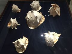 -青岛贝壳博物馆