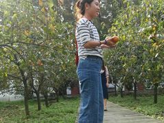 采摘甜脆柿-武汉世外桃源农庄