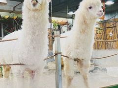 -上海大自然野生昆虫馆