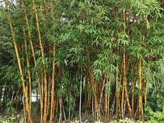 -纪念孙中山市政公园