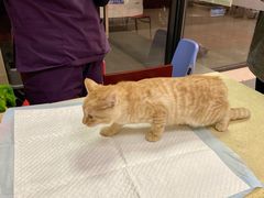 -艾贝尔宠物诊疗