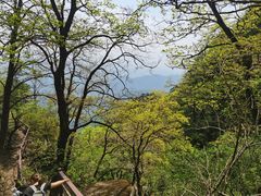 -王顺山国家森林公园