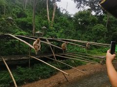 -西双版纳原始森林公园