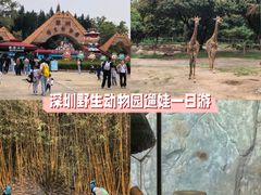 -深圳野生动物园