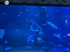 -烟台海昌鲸鲨海洋公园