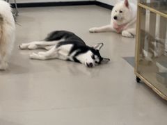 -共舞时光猫咖·狗咖(新街口店)