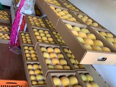 -南汇新场正宗水蜜桃采摘