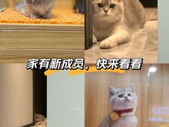 -欣宠猫屋·矮脚拿破仑·蓝金金渐层