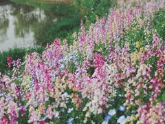 -花开海上生态园