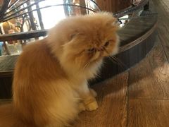 -more than meow吴止猫主题餐厅(承德 中船汇店)