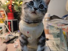 -喵zoo家庭繁育猫舍(尖东智能花园店)