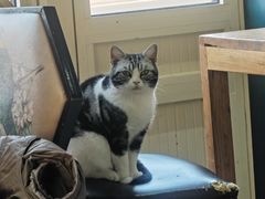 -猫小院猫主题餐厅(南锣旗舰店)