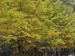 -长白岛森林公园