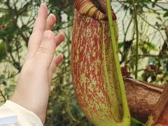 -昆明植物园