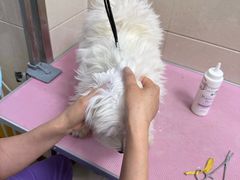 -北京观赏动物医院·24小时大型综合·猫专科·异宠专科