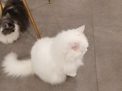 -飞行喵MR PILOT|猫舍·猫咖(静安大融城店)