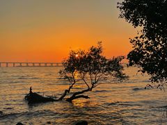 -宝安西湾红树林湿地公园
