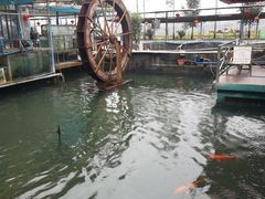 -东江湖游水三文鱼美食城