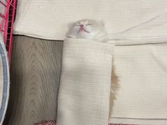 -欣宠猫屋·矮脚拿破仑·蓝金金渐层