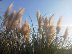 -盘龙城国家考古遗址公园