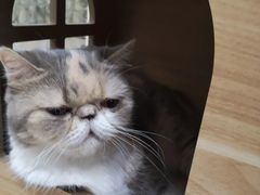 -酷豆宠物咖啡·宠物美食·撸猫馆