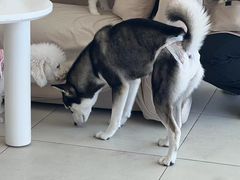 -怪兽屋·羊驼·猫咖·狗咖(俊华广场店)