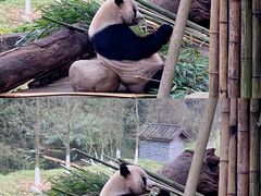 -都江堰中华大熊猫苑