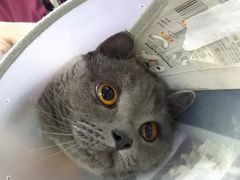 -美联众合动物医院·24h转诊中心