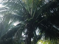 iphone_upload_pic-海口喜来登酒店