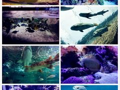 -悉尼海洋生物水族馆