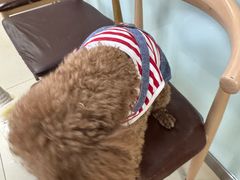 -宠福鑫动物医院(城北分院)