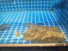 -徽三说·土徽菜·中国徽菜连锁品牌(一中店)