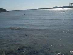-烟墩角天鹅湖