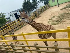 -西霞口神雕山野生动物世界