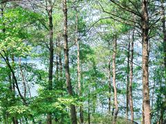 -千岛湖天屿景区