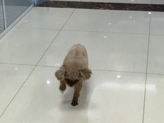 -全心全意连锁动物医院·微创中心·内科急重症·心脏专科(丰管路店)