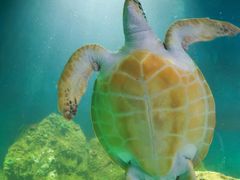 -广东惠东海龟国家级自然保护区