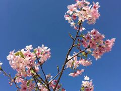 -天适樱花悠乐园