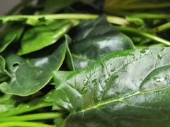 -金鼎雪山牦牛杂火锅(理县总店)