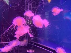 -太平洋海底世界