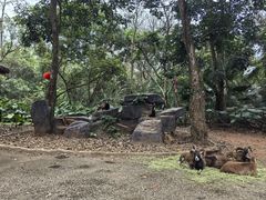 -海南热带野生动植物园