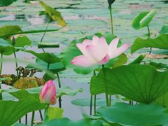 -长春市南湖公园