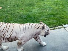 -北京野生动物园